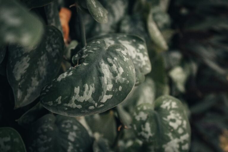 Detailed view of silver satin pothos displaying unique leaf patterns and texture.