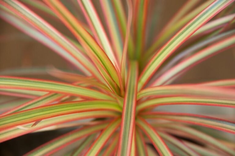 Detailed macro shot of vibrant Dracaena plant leaves with colorful stripes.