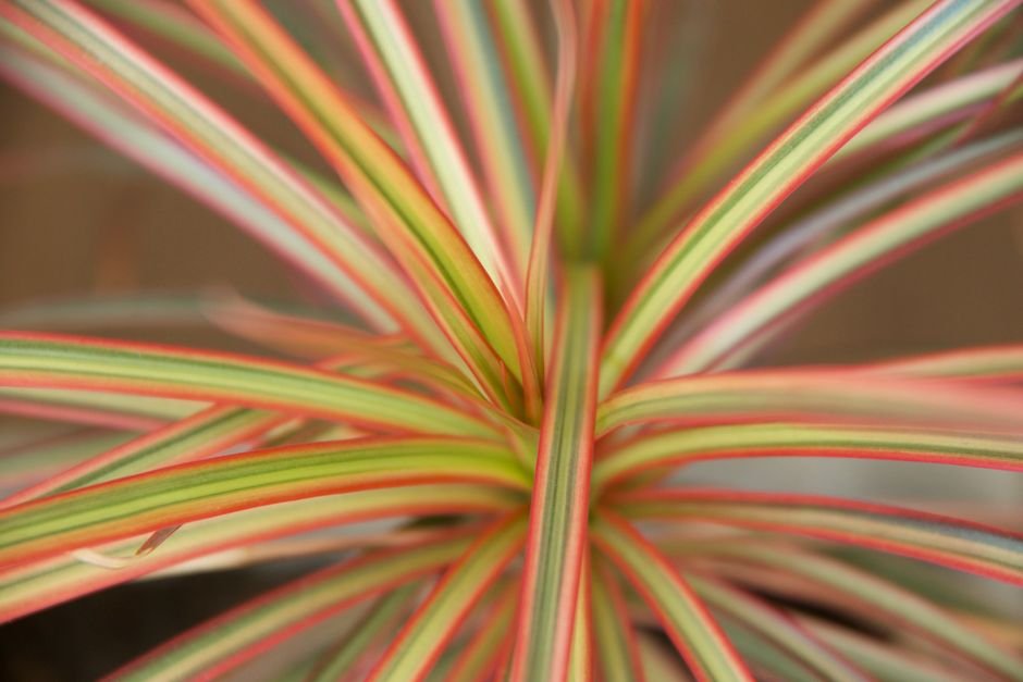 Detailed macro shot of vibrant Dracaena plant leaves with colorful stripes.