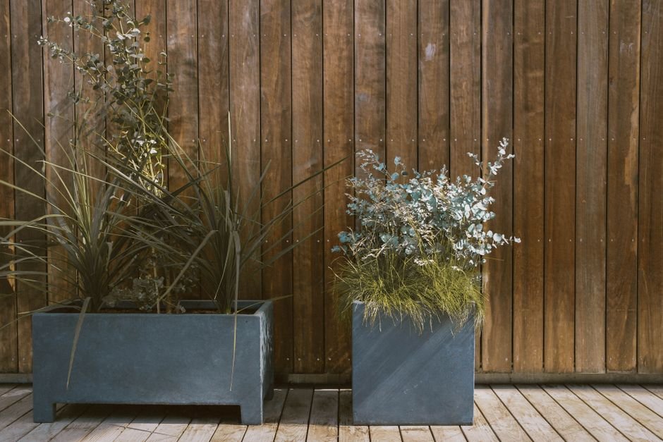 Modern potted plants against a rustic wooden wall add a blend of nature and design.