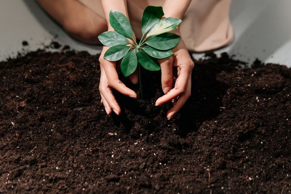 Hands gently planting a young sprout in fresh soil, symbolizing growth and care.
