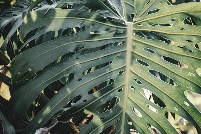 A detailed view of a Monstera leaf showcasing its texture and natural holes.