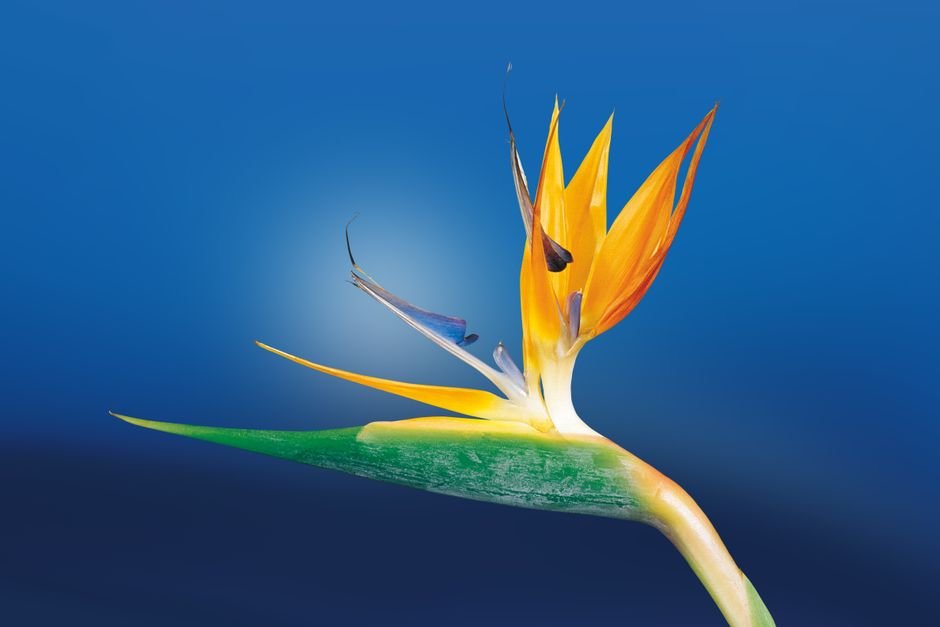 A striking close-up of a vibrant Bird of Paradise flower against a blue background.