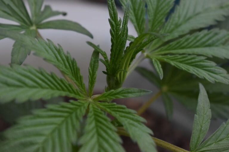 Detailed closeup of cannabis leaves and bud, vibrant green, outdoor growth.