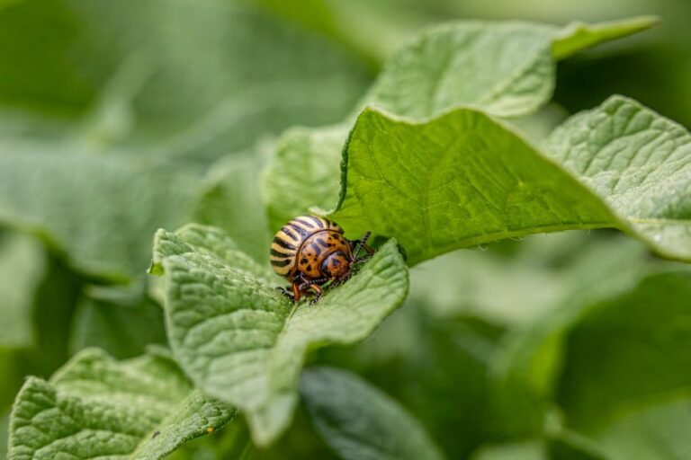 Detailed view of a Colorado potato beetle on a leaf, showcasing its distinctive stripes.