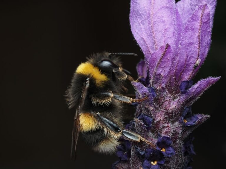 Macro shot of a bumblebee pollinating a vibrant lavender flower.