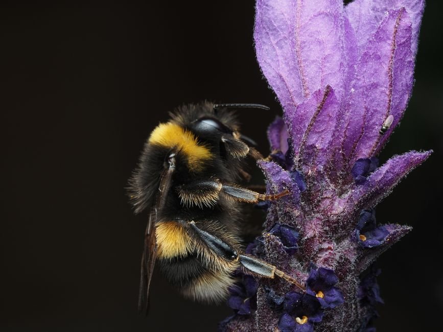 Macro shot of a bumblebee pollinating a vibrant lavender flower.