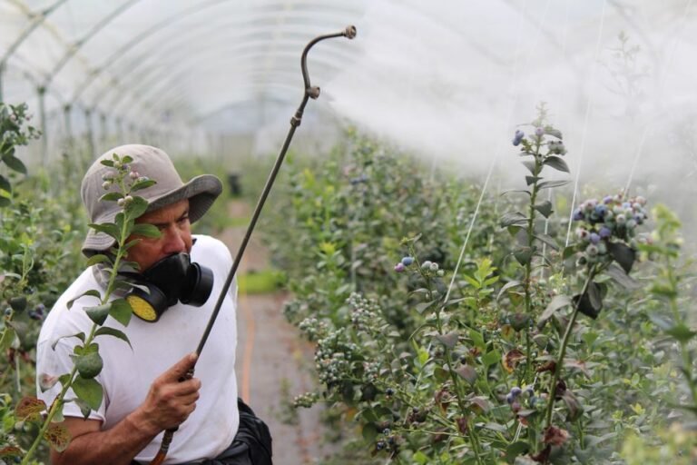 A farmer sprays pesticide on blueberry plants inside a greenhouse, promoting healthy growth.