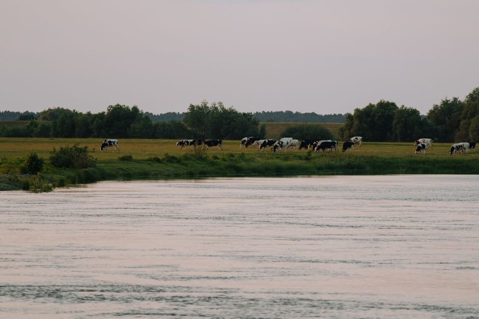 Pastoral scene of cows grazing by the Elbe River in Hitzacker, Germany.