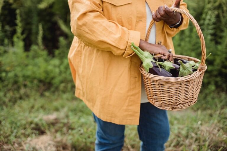Crop faceless ethnic female gardener in casual wear carrying wicker basket with heap of fresh raw harvested eggplants in countryside