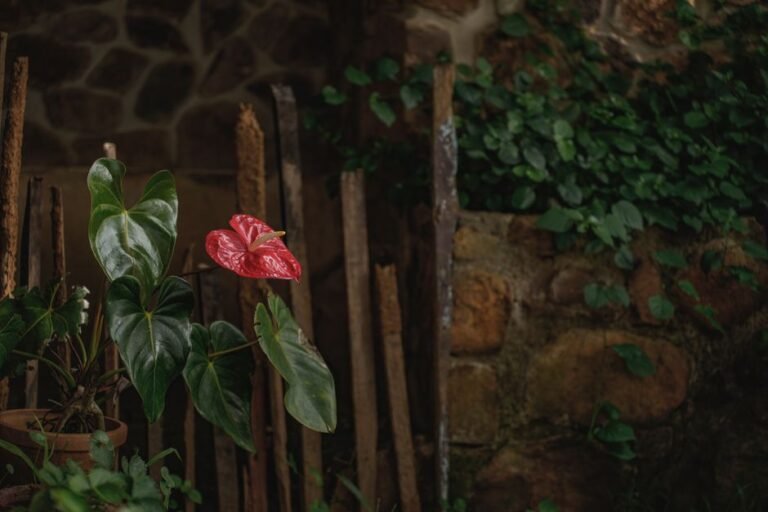 A bright red anthurium flower amidst lush foliage in a rustic garden in Wayanad, India.