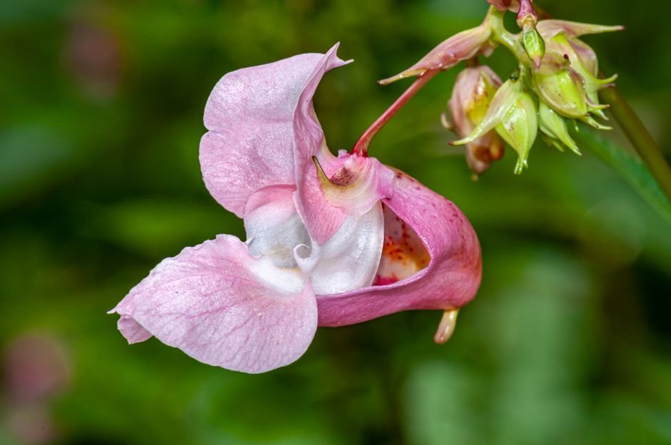 Detailed close-up of a vibrant pink Himalayan Balsam flower in full bloom, showcasing its delicate petals.