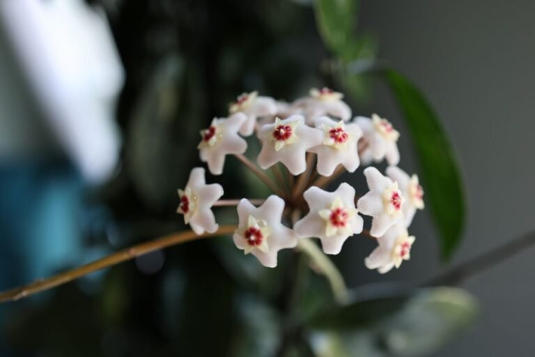 A serene macro shot of Hoya Carnosa flowers with a blurred green background, showcasing their delicate star shape.