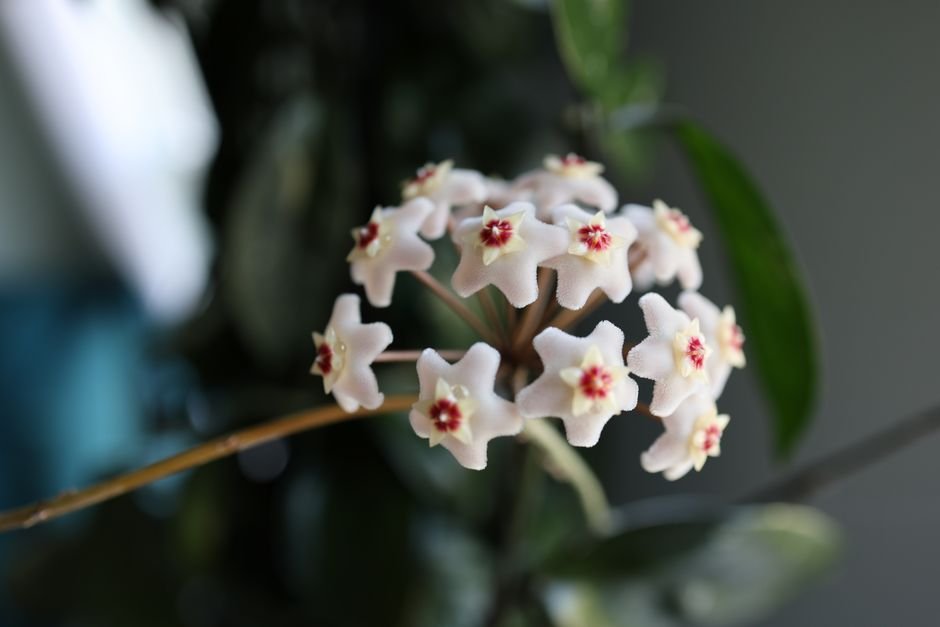 A serene macro shot of Hoya Carnosa flowers with a blurred green background, showcasing their delicate star shape.