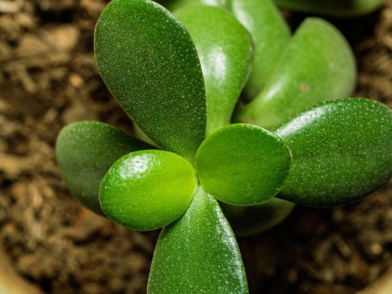 Macro shot of a jade plant showcasing its vibrant, fleshy leaves in detail.