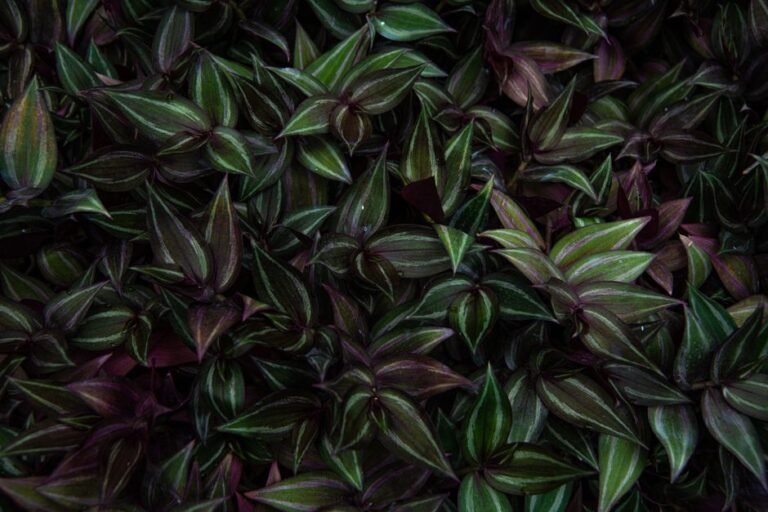 Lush Zebrina Pendula leaves with deep purple and green hues, offering natural texture