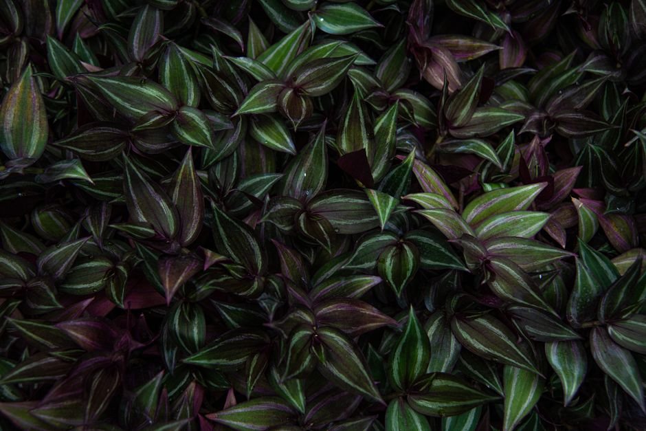 Lush Zebrina Pendula leaves with deep purple and green hues, offering natural texture