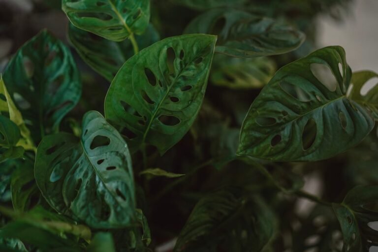 Close-up view of Swiss Cheese Plant leaves with natural texture and holes.