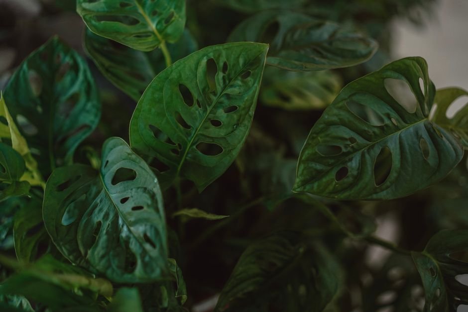 Close-up view of Swiss Cheese Plant leaves with natural texture and holes.