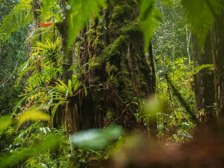 Vibrant lush tropical rainforest with moss-covered trees and rich green foliage, showcasing dense jungle ecosystem.