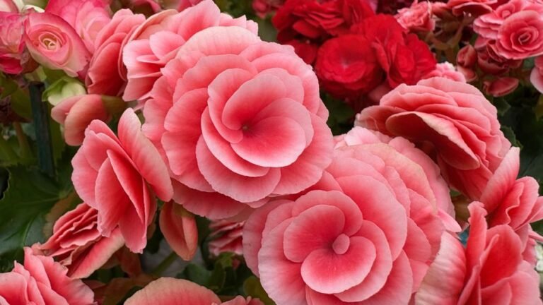 A detailed close-up of vibrant pink begonias in full bloom, highlighting their lush petals.