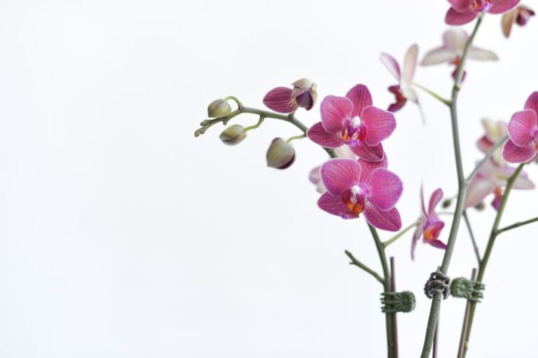 Beautiful pink orchids with detailed petals on a minimalistic white background.