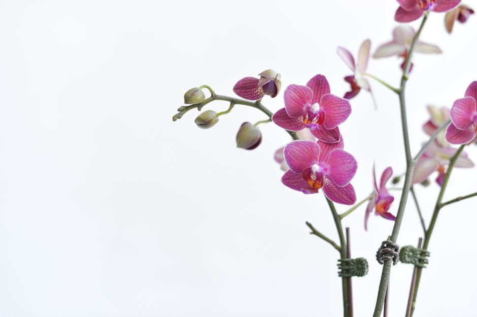 Beautiful pink orchids with detailed petals on a minimalistic white background.
