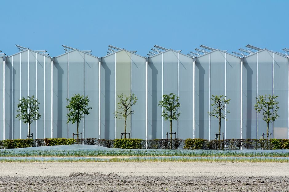 Contemporary industrial greenhouse exterior with aligned young trees under a clear blue sky.