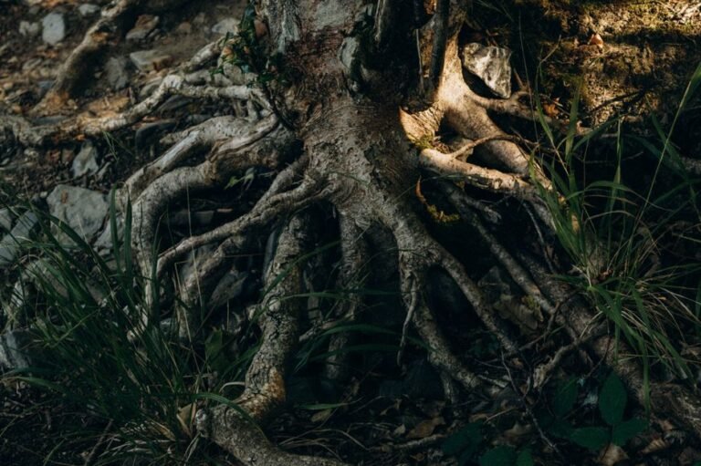 Close-up of tree roots intertwined with soil in a forest, showing texture and organic forms.