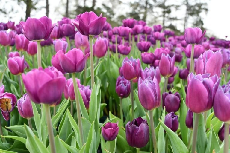 A lush field of purple tulips in full bloom outdoors, showcasing nature's beauty.