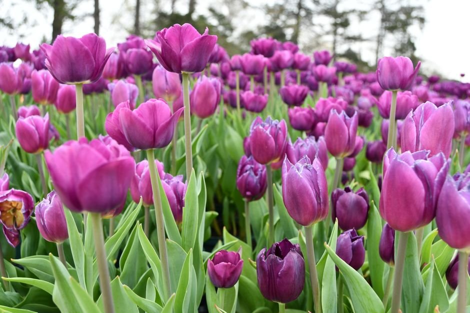 A lush field of purple tulips in full bloom outdoors, showcasing nature's beauty.