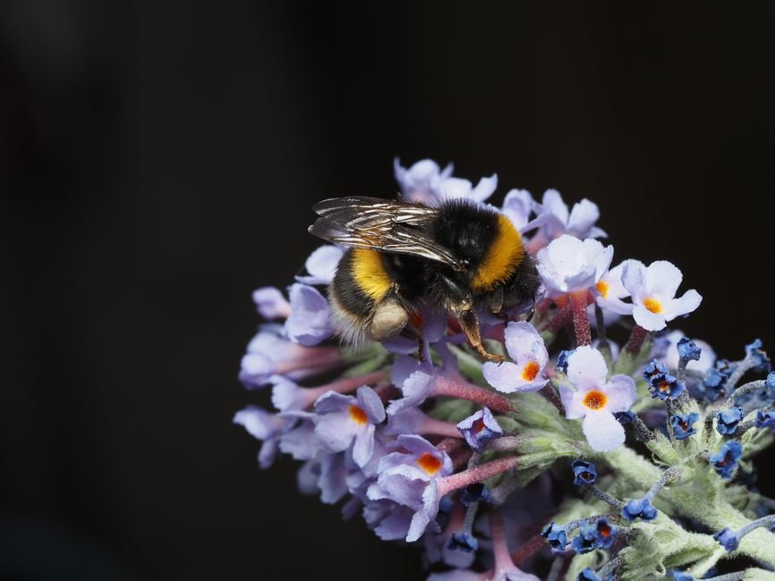 Vibrant close-up of a bumblebee pollinating purple flowers, showcasing nature's beauty.