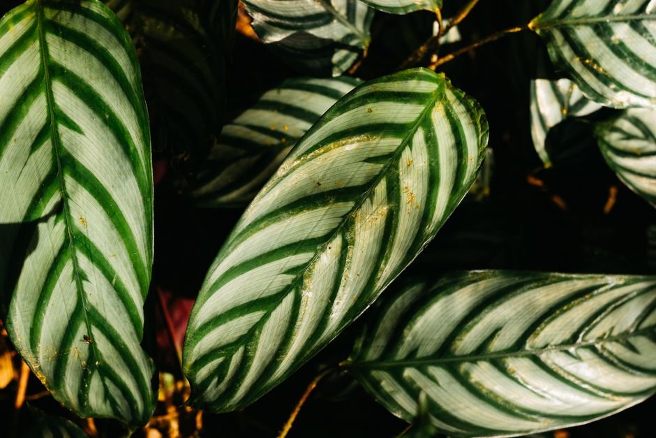 A stunning close-up of Ctenanthe Setosa leaves showcasing vivid green and white patterns.