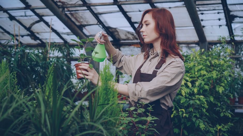 Female gardener spraying plants with water inside a greenhouse.