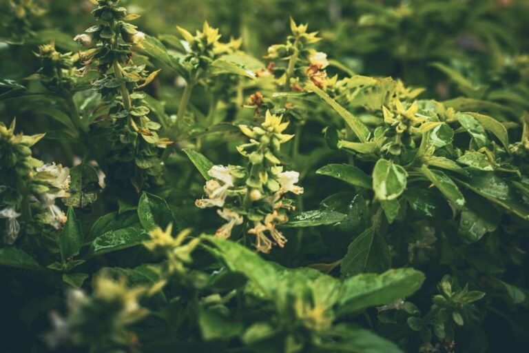 Macro shot of lush green basil plants outdoors, perfect for culinary and gardening themes.