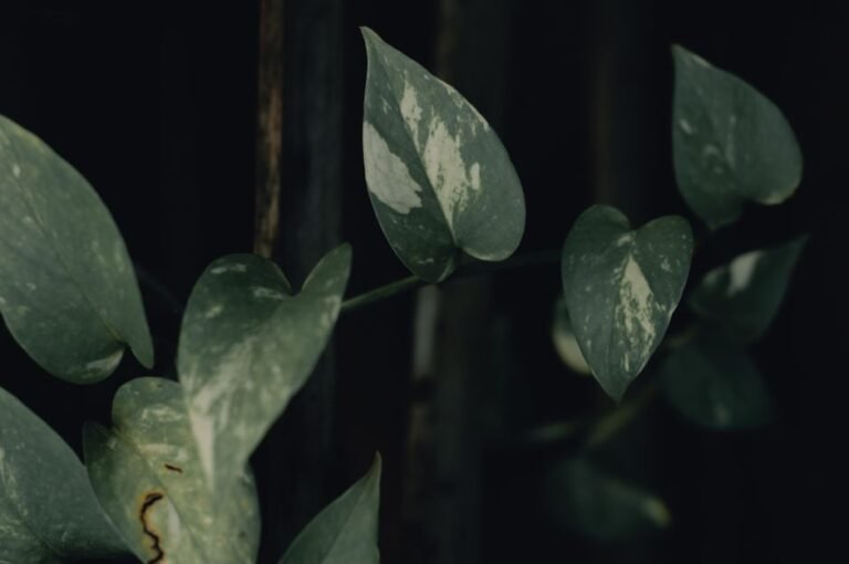 Detailed view of pothos leaves with variegated patterns, captured in moody lighting.