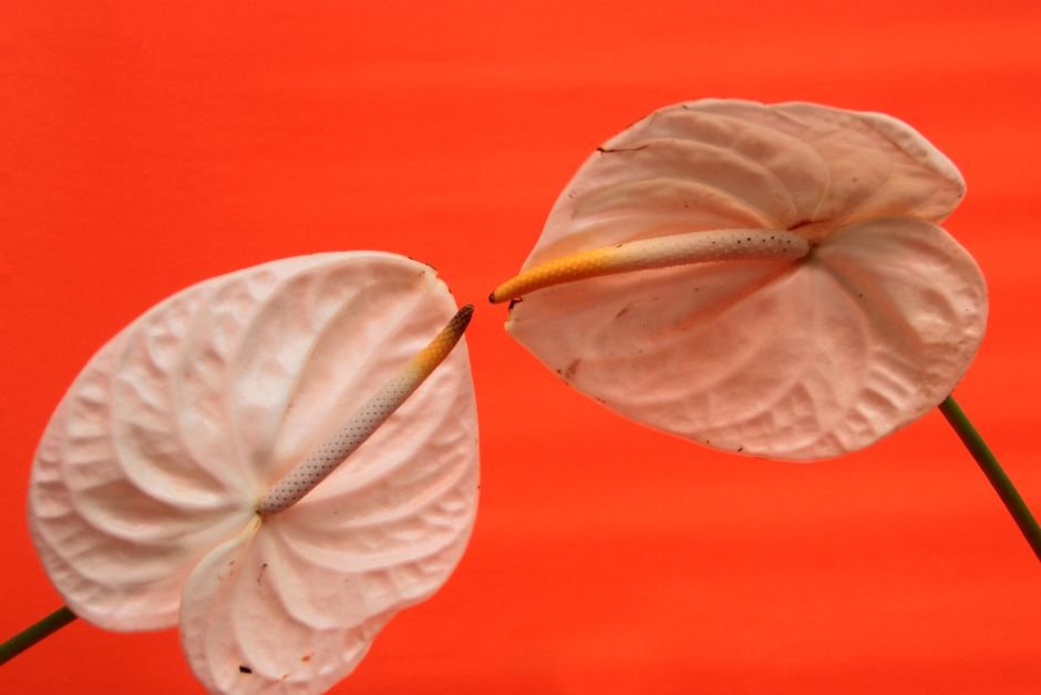 Close-up of white anthurium flowers with a bold red backdrop, highlighting their elegance and detail.