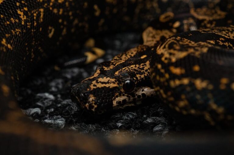 Detailed close-up of a boa constrictor's distinctive markings and scales in captivity.