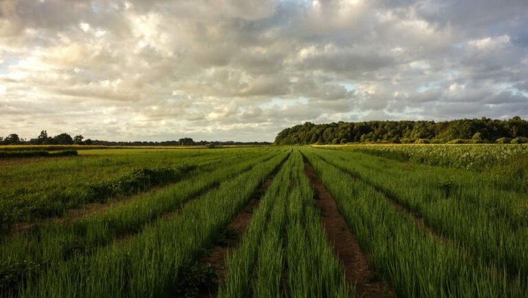 Explore a vast green field under a dramatic cloudy sky, showcasing rural tranquility and natural beauty.