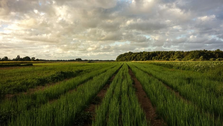 Explore a vast green field under a dramatic cloudy sky, showcasing rural tranquility and natural beauty.