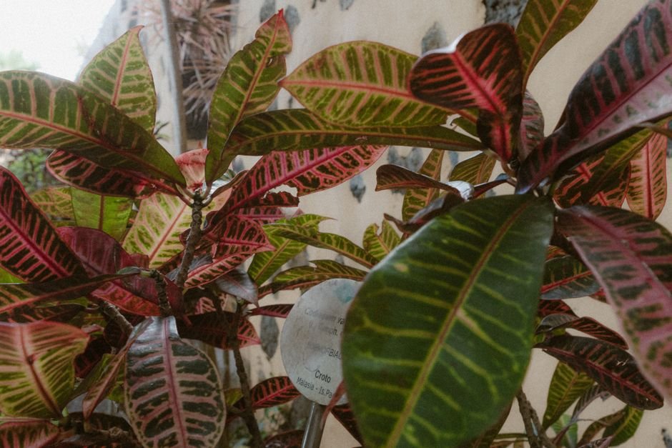 Close-up of colorful Codiaeum leaves with intricate patterns, showcasing nature's vivid artistry.