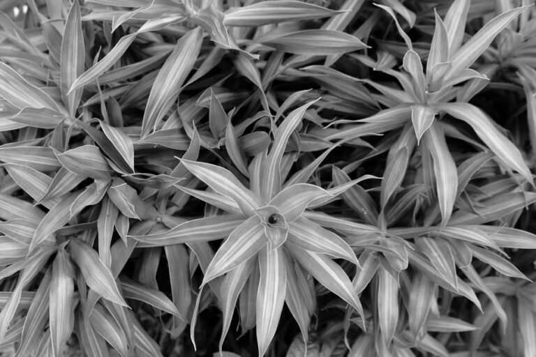 Monochrome close-up of Dracaena reflexa leaves showcasing natural patterns and texture.
