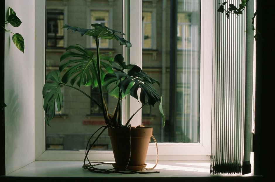 Lush monstera plant by a window, casting soft shadows indoors.