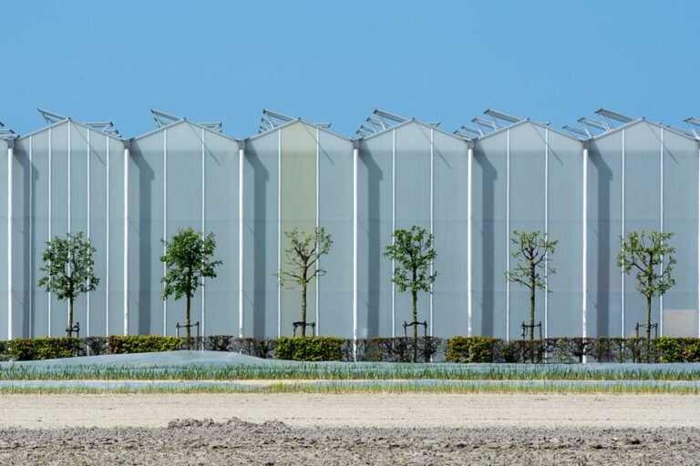 Contemporary industrial greenhouse exterior with aligned young trees under a clear blue sky.