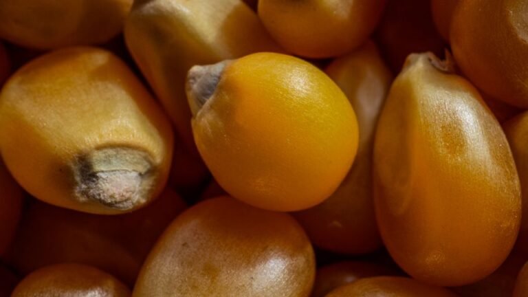 Macro shot of shiny yellow popcorn kernels, perfect for food texture backgrounds.