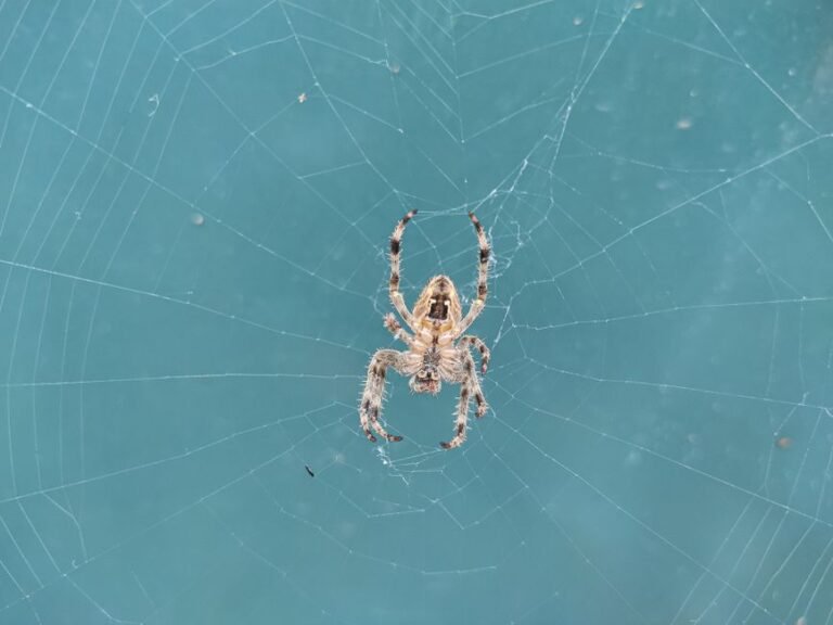 Detailed close-up image of a spider sitting on its web against a blue background.