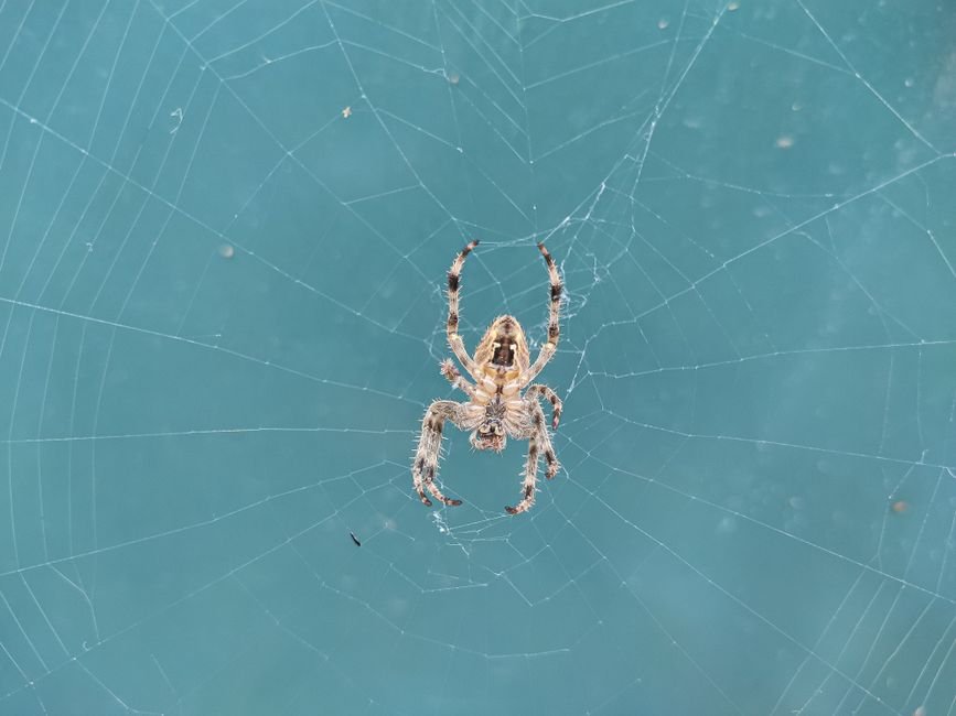 Detailed close-up image of a spider sitting on its web against a blue background.