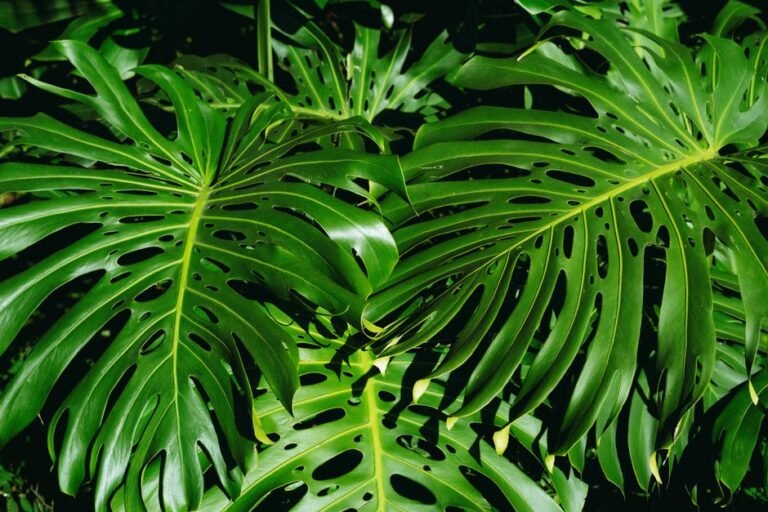 Close-up of lush green monstera leaves showcasing intricate patterns and natural beauty.