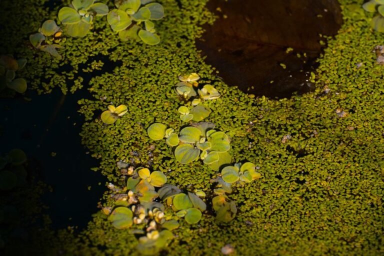 A close-up of green aquatic plants on a calm pond surface, creating a natural, abstract texture.