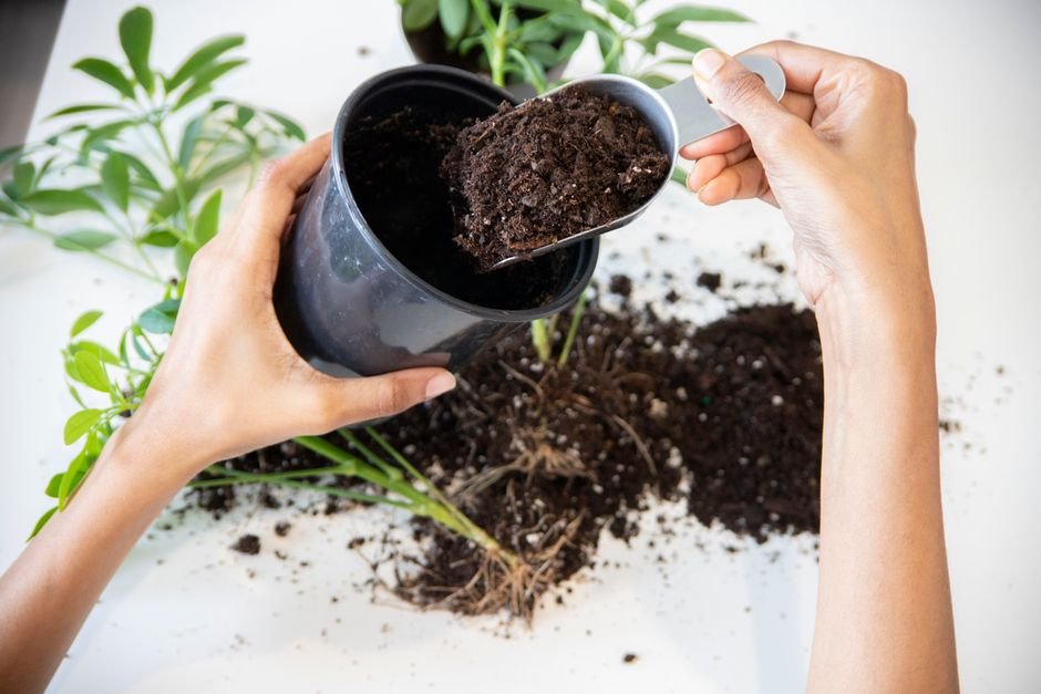 Hands potting a houseplant indoors, focusing on soil and gardening tools.
